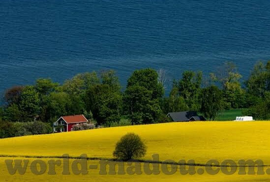 糖心app在哪里下载-理解与洞见，糖心APP的下载探索