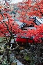 糖心vlog2021新版下载-尽情体验，糖心Vlog 2021新版 下载之旅